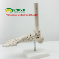 JOINT01 (12347) Medical Anatomy Human Life-Size Foot Joint Skeleton Anatomical Models